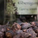 Gowe (Cyperus articulatus)