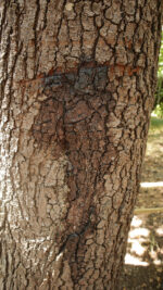 Liquidambar orientalis from Turkey - Image 8