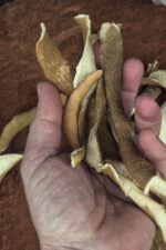 Bergamot peel (Citrus bergamia) from Calabria, Italy - Image 5