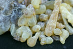 Mohor or Beyo (Boswellia carterii) from Medow of Somaliland