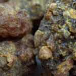 Myrrh (Commiphora myrrha) Somalia