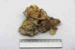 Mpafu (Canarium schweinfurthii) from Uganda - Image 3