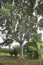 Mpafu (Canarium schweinfurthii) from Uganda - Image 5