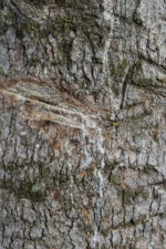 Mpafu (Canarium schweinfurthii) from Uganda - Image 8