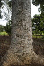 Mpafu (Canarium schweinfurthii) from Uganda - Image 7