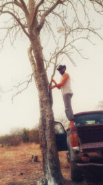 Janawi, Cricognimu (Boswellia dalzielii) - Image 3