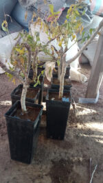 Janawi, Cricognimu (Boswellia dalzielii) - Image 12