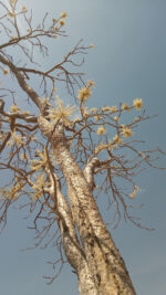 Janawi, Cricognimu (Boswellia dalzielii) - Image 6