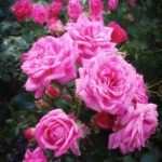 Rose Turkish (Rosa damascena)