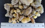Boswellia occulta - Image 2