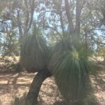 Balga, Grass Tree (Xanthorrhoea preissii)