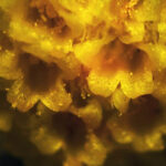 Helichrysum italicum