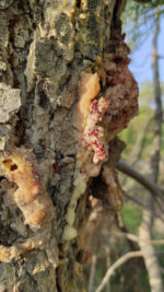 Pinus marittimum resin from Tuscany (Italy)