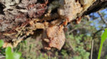 Pinus marittimum resin from Tuscany (Italy) - Image 13
