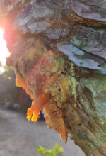 Pinus marittimum resin from Tuscany (Italy) - Image 11