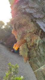 Pinus marittimum resin from Tuscany (Italy) - Image 10