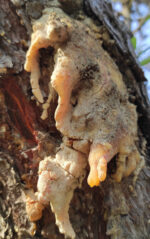 Pinus marittimum resin from Tuscany (Italy) - Image 9