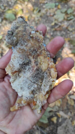 Pinus marittimum resin from Tuscany (Italy) - Image 8