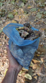 Pinus marittimum resin from Tuscany (Italy) - Image 7