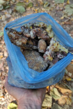 Pinus marittimum resin from Tuscany (Italy) - Image 6