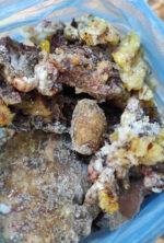 Pinus marittimum resin from Tuscany (Italy) - Image 5