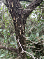 Juniperus oxicedrus - Image 9