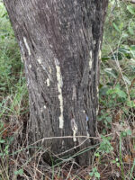 Juniperus oxicedrus - Image 3