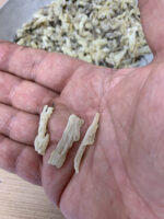 Juniperus oxicedrus - Image 2