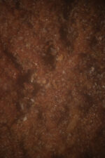 Gnali (Daniellia oliveri) bark - Image 3