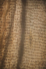 Gnali (Daniellia oliveri) bark - Image 2