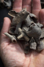 Bushman's Candle - Image 2