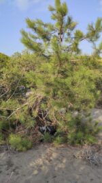 Pinus marittimum resin from Tuscany (Italy) - Image 4