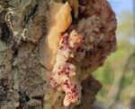 Pinus marittimum resin from Tuscany (Italy) - Image 2