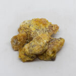 Austrian Black Pine (Pinus nigra)