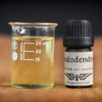 Rhododendron leafs and flowers (Rhododendron anthopogon)