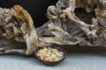 White Copal resin (Shorea wiesneri) - Image 5