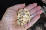 White Copal resin (Shorea wiesneri) - Image 2