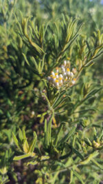 Ahi-balala (Helychrysum farafadian) - Image 2