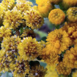 Ahi-balala (Helychrysum farafadian)