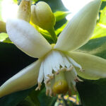 Neroli (Citrus aurantium)