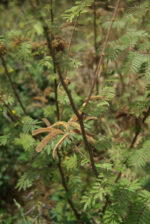 Mimosa pigra - Image 2