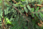 Mimosa pigra