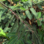 Mimosa pigra