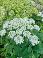 Angelica fruits and flower Essential Oil (Angelica arcangelica) - Image 4