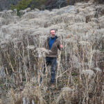 Angelica fruits and flower Essential Oil (Angelica arcangelica)