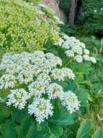 Angelica fruits and flower Essential Oil (Angelica arcangelica) - Image 5